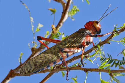 Tropidacris collaris